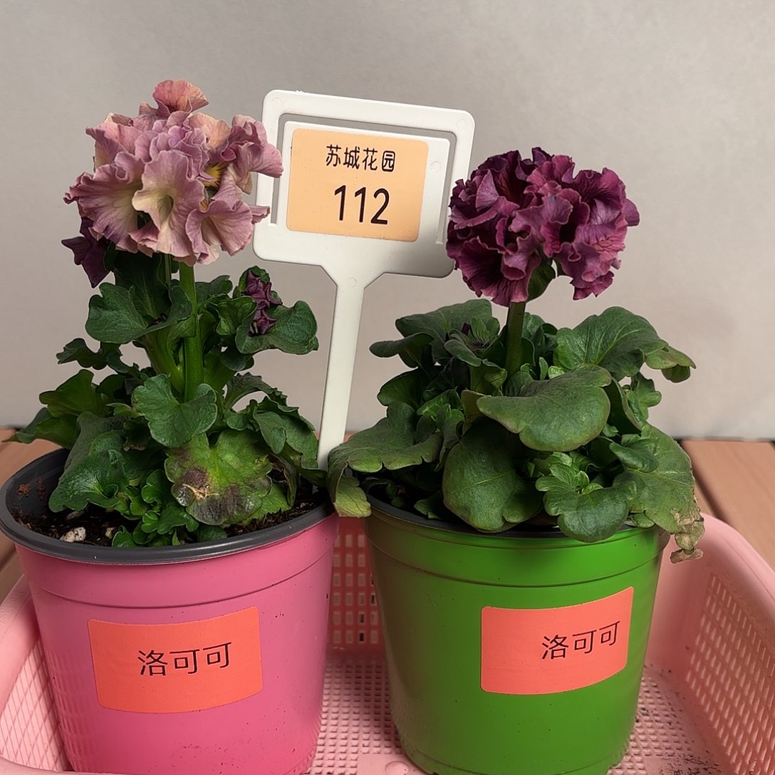 大部分开放少量花苞112