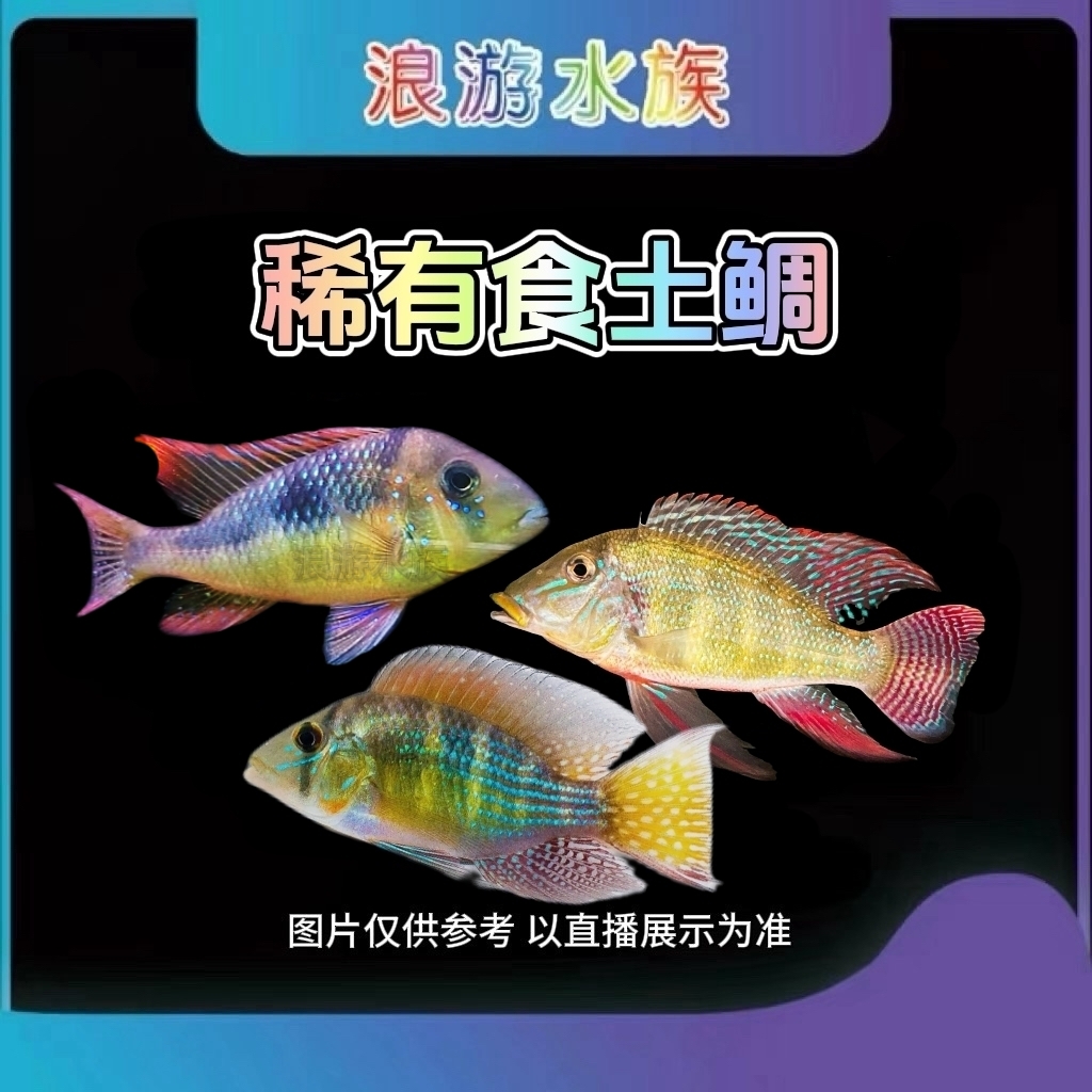 普申密斯关刀 金头阿莲卡 黄金鹅头七彩鹅头南美食土鲷热带观赏鱼