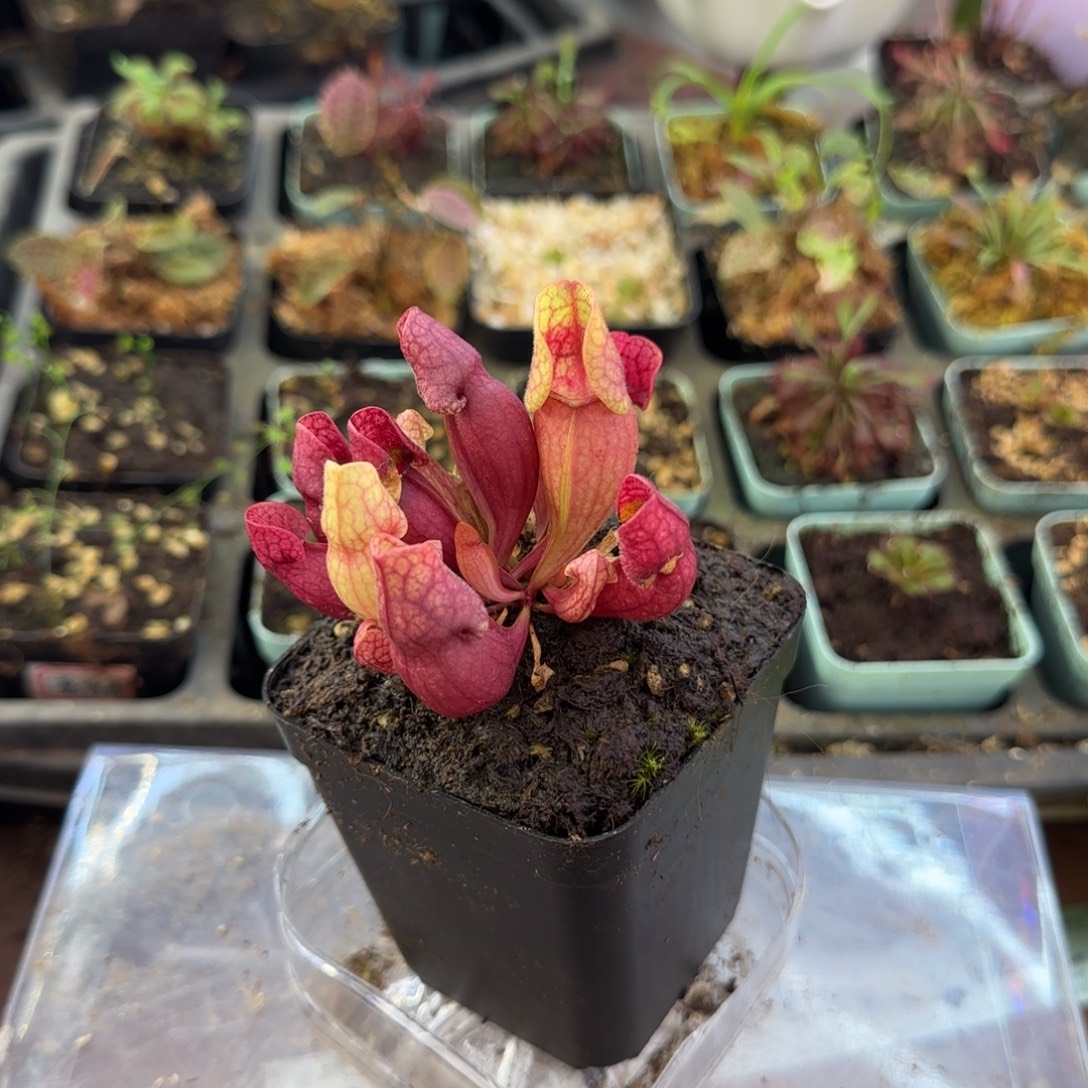 完全开放紫瓶子草西尔维亚