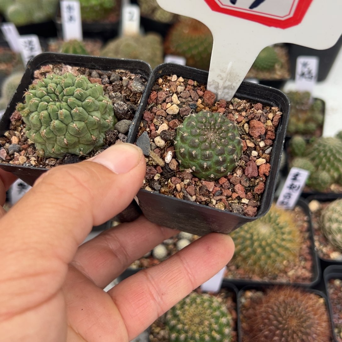 提***617往事多肉园仙人球开花2