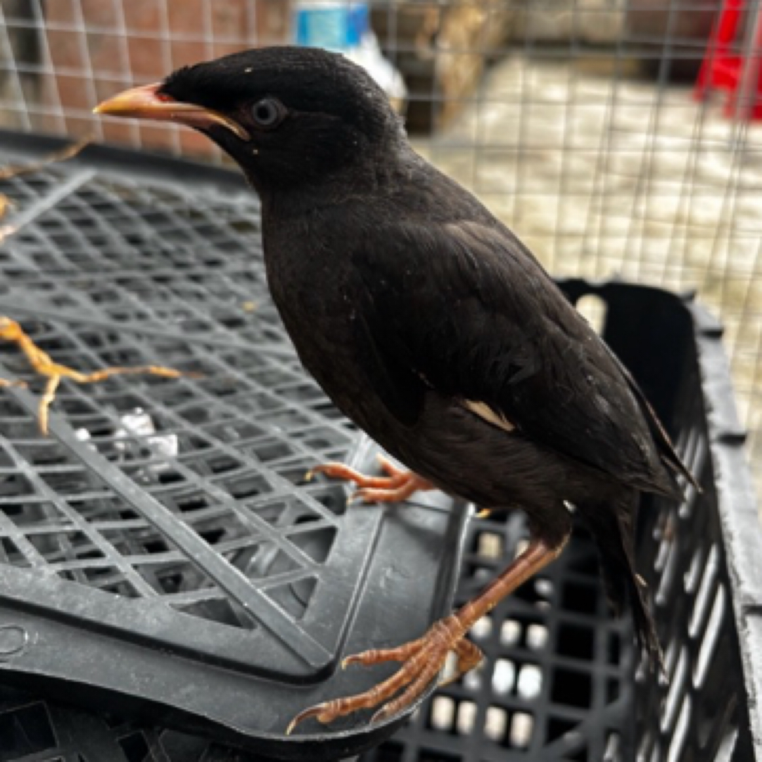 小体小黑小林鹦鹉只发广东「下单前请详细阅读购买须知」