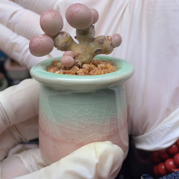 库福奶酪 4头 造型可爱