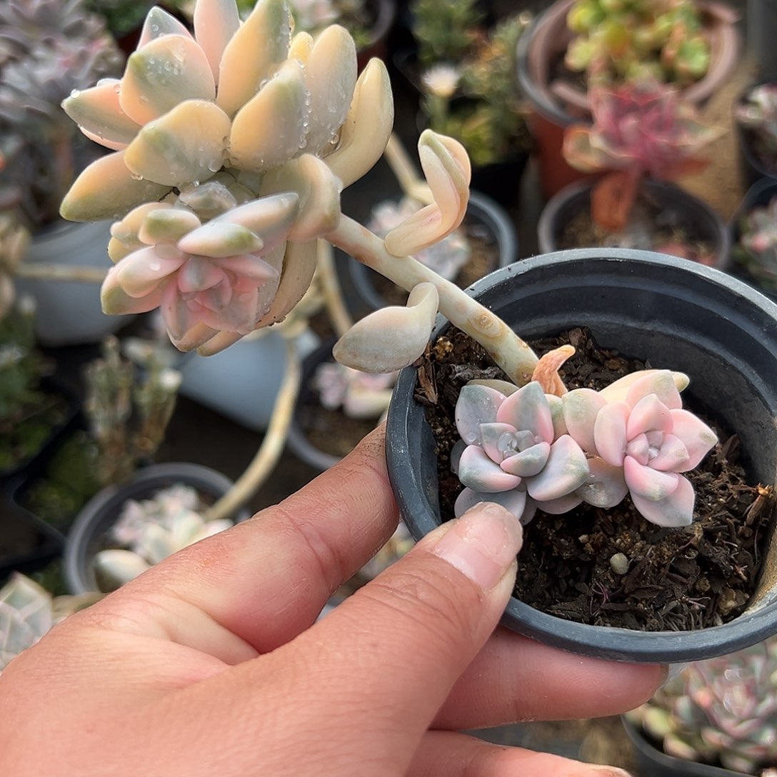 多肉植物美杏锦群