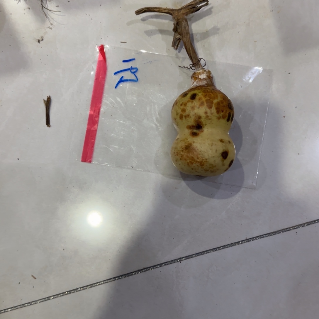 紫***兰葫芦乐乐粒磨损率咯OK乐乐