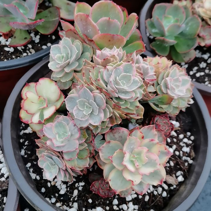 秀妍超白锦三花脸（不包偏远地区）