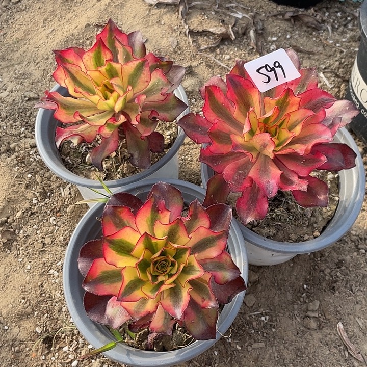 法师植物魅影法师量拍599