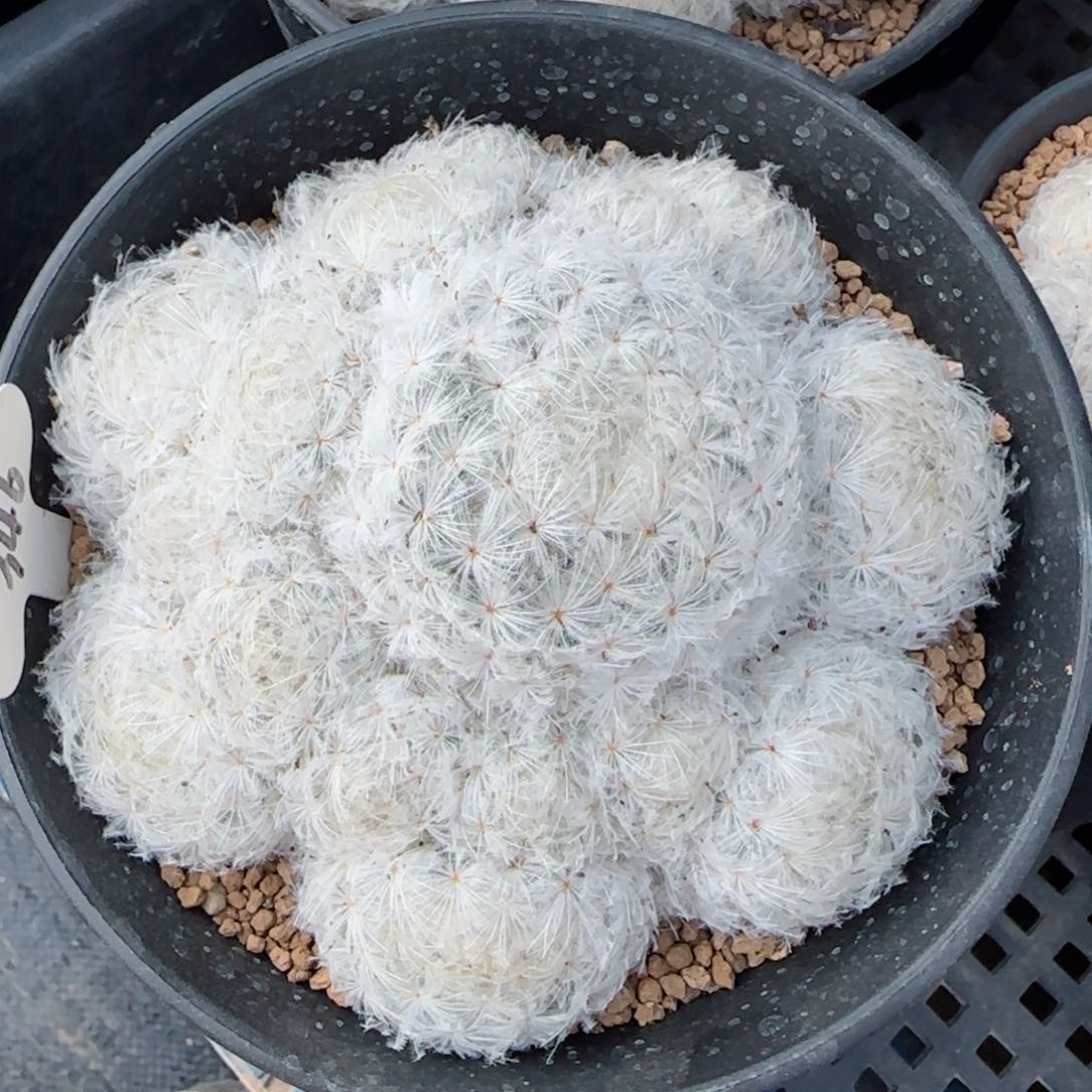 346实生日系鹤立羽白星多肉