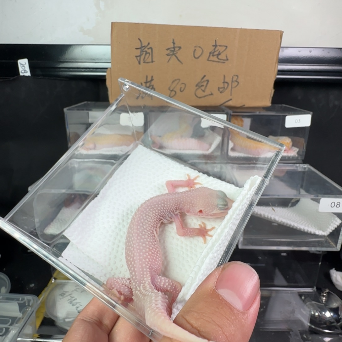 豹纹守宫雪花恶魔白酒妹妹