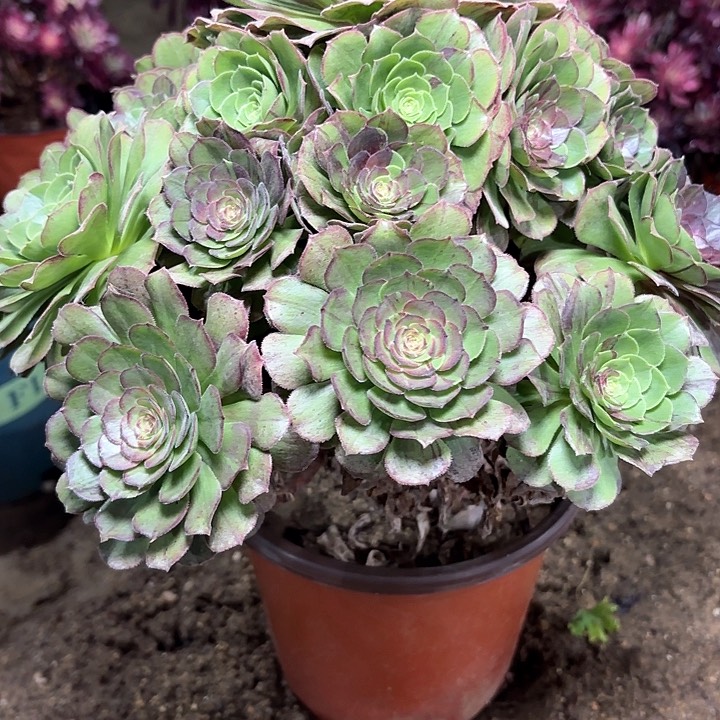 多肉植物花月夜21