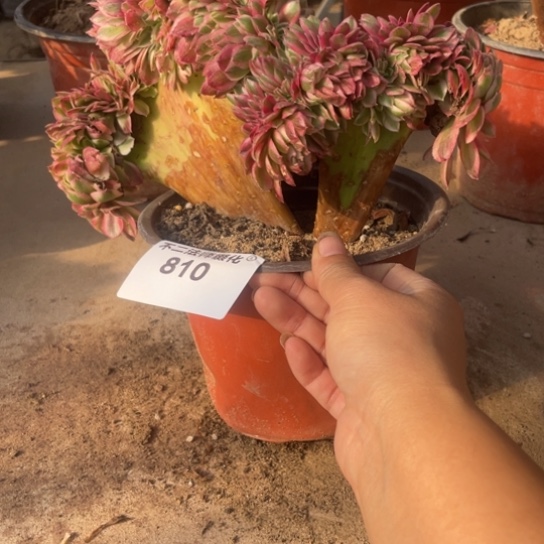 810，多肉法师倾城缀包邮