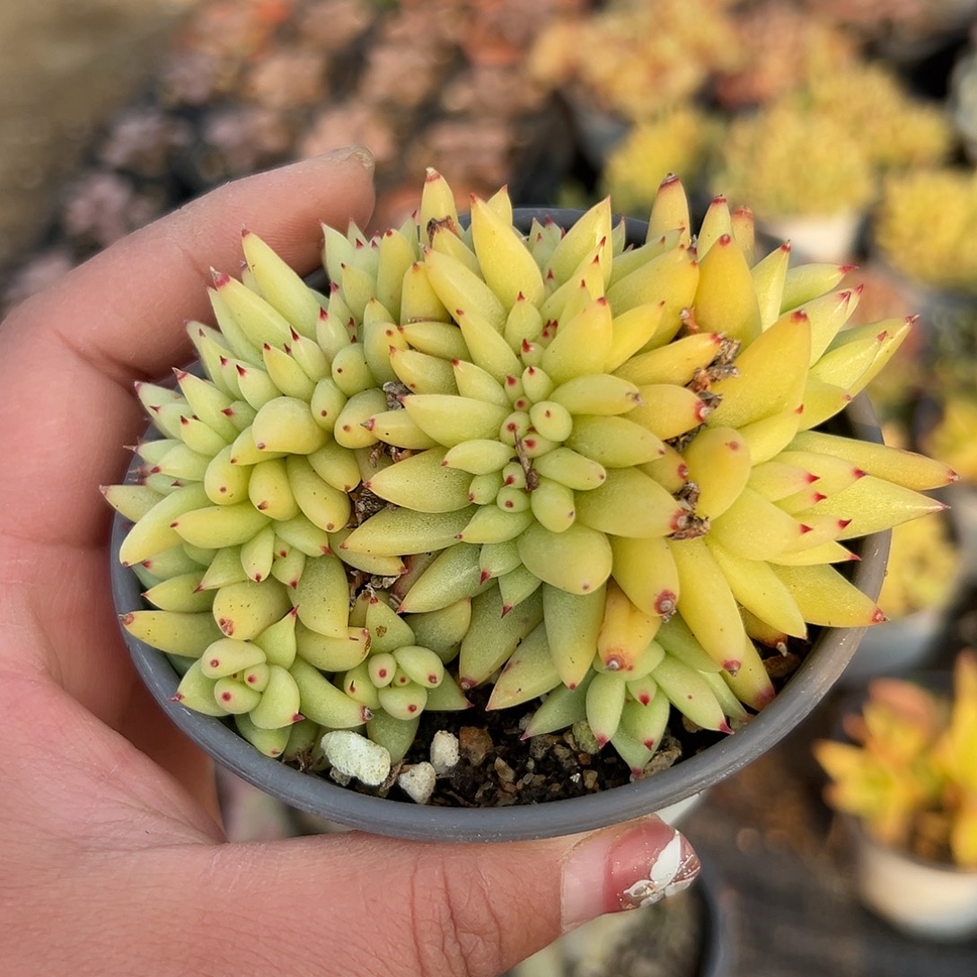 多肉植物虎鲸缀化
