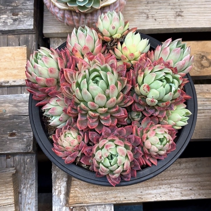 多肉植物，红女巫