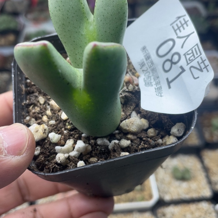 佳人园艺 老周多肉上福利啦将081