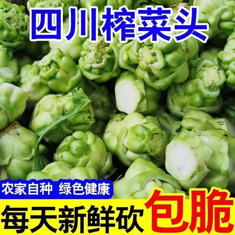 正宗四川现挖榨菜新鲜涪陵青菜头菱角芥菜羊角农家咸榨菜头包新鲜