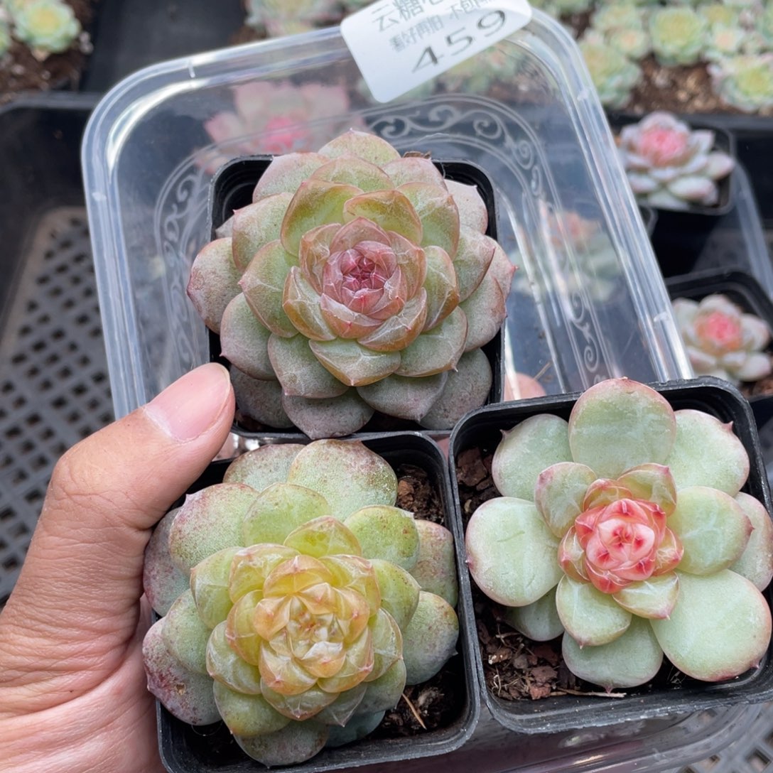 云糖心多肉植物459