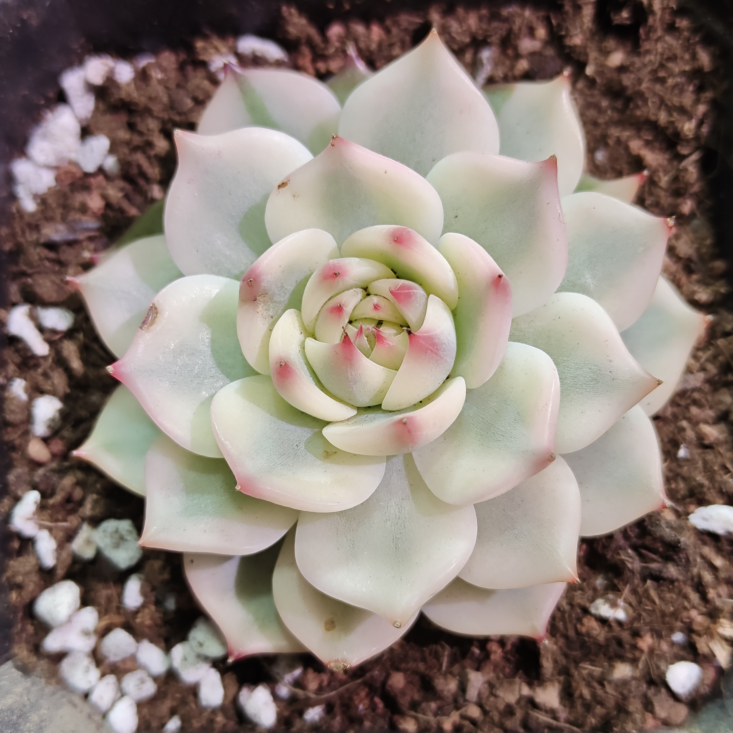 吉娃娃锦多肉植物