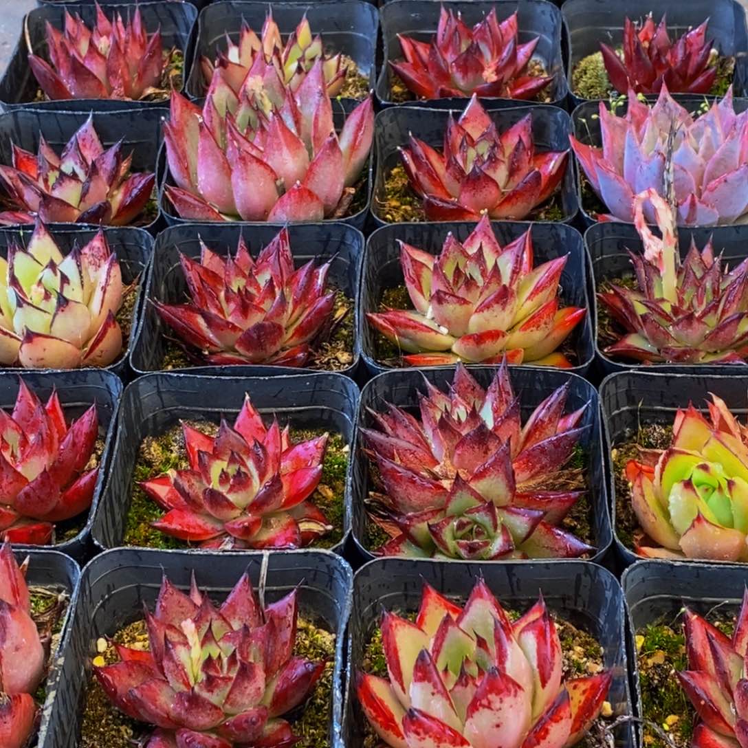 106多肉植物保护研究所所长助理研究员