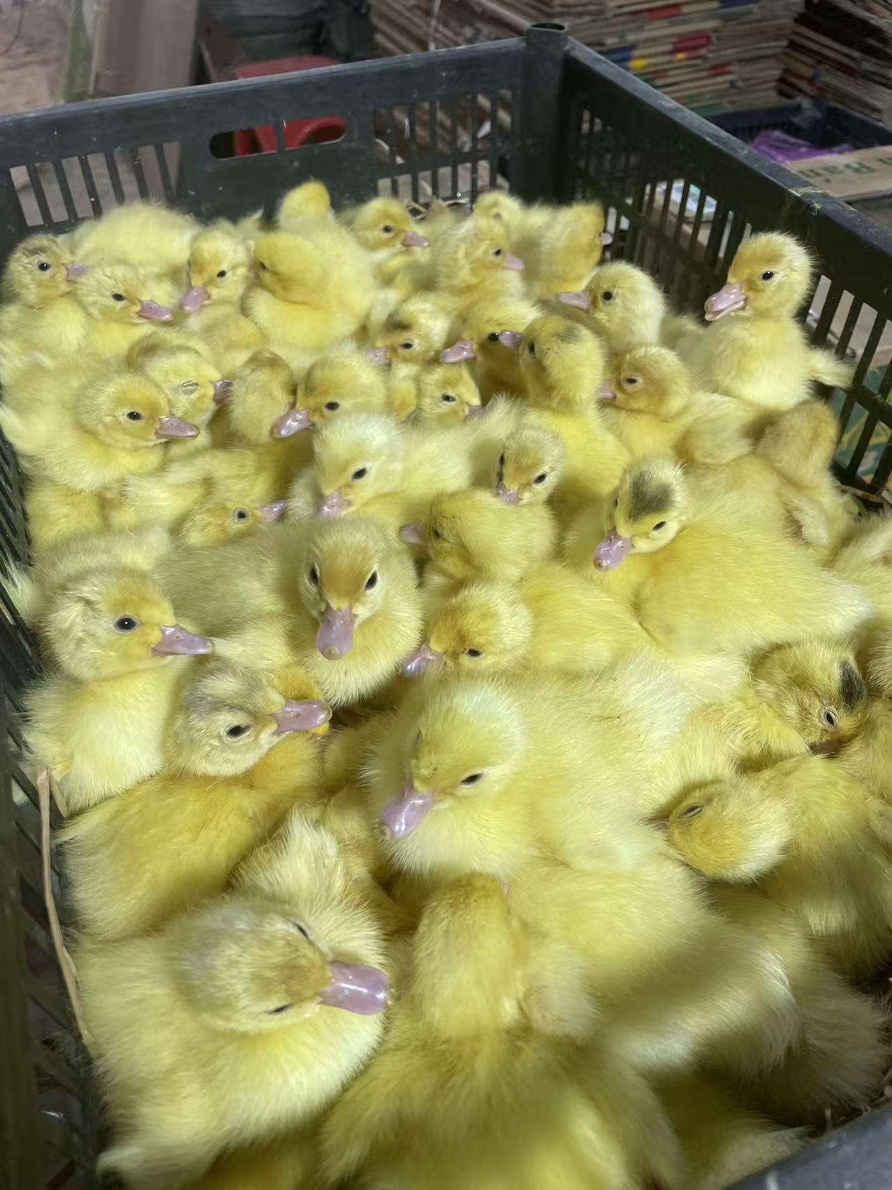 15+5白番鸭红脸鸭腌制鸭肉零食