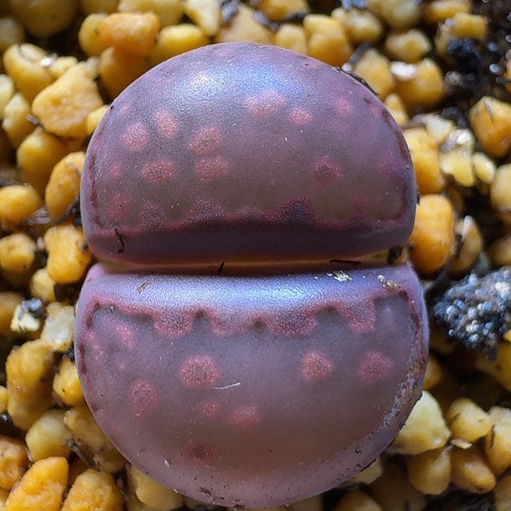 生石花1122222。   331