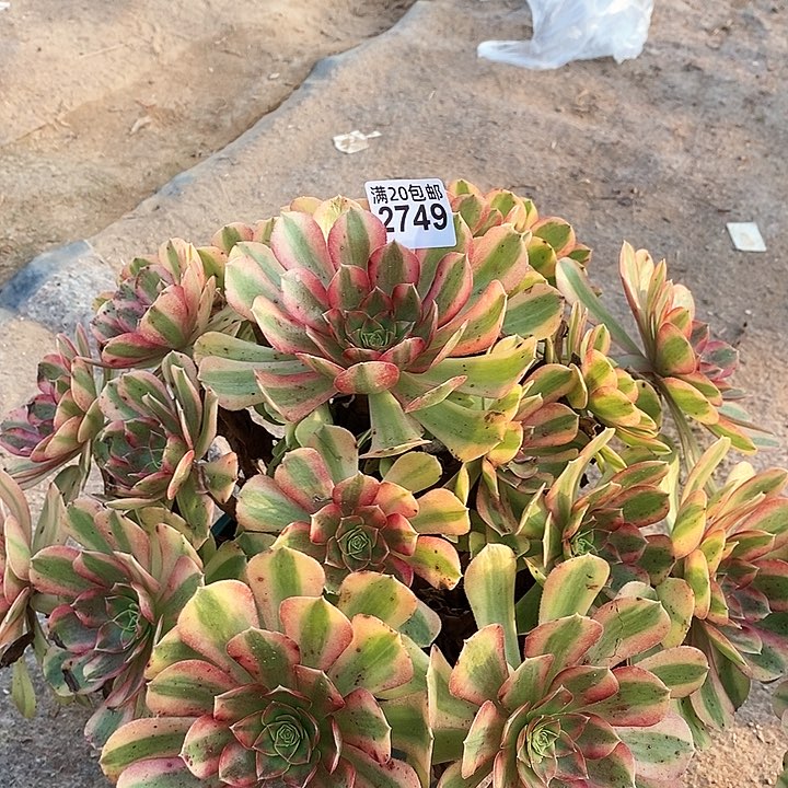 2749 一颗雨何 轮回