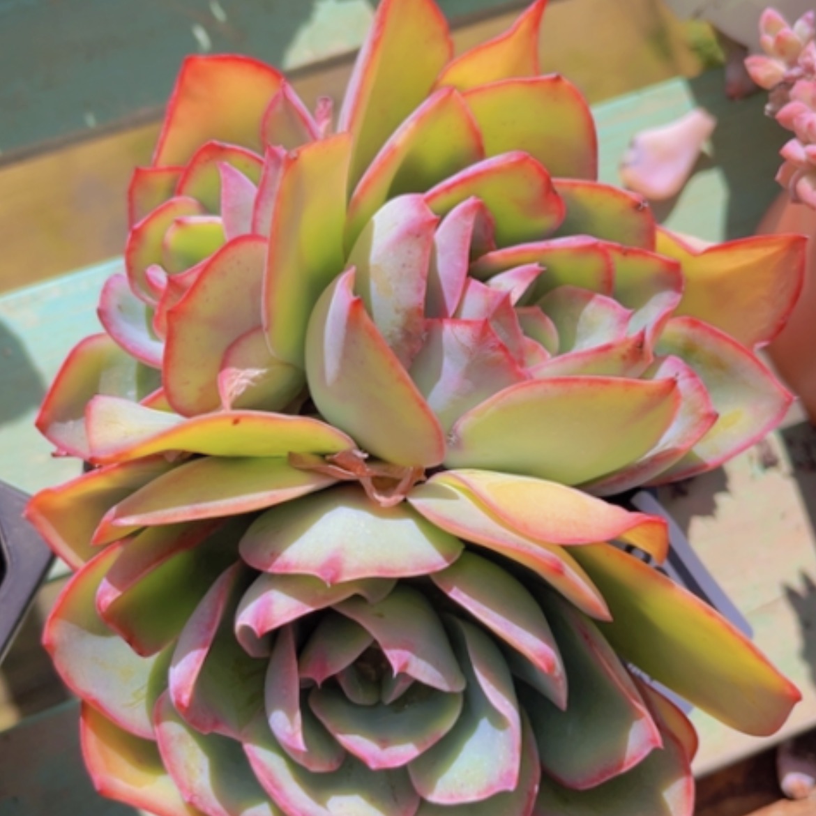 【闪购商品】霓虹灯多肉13138