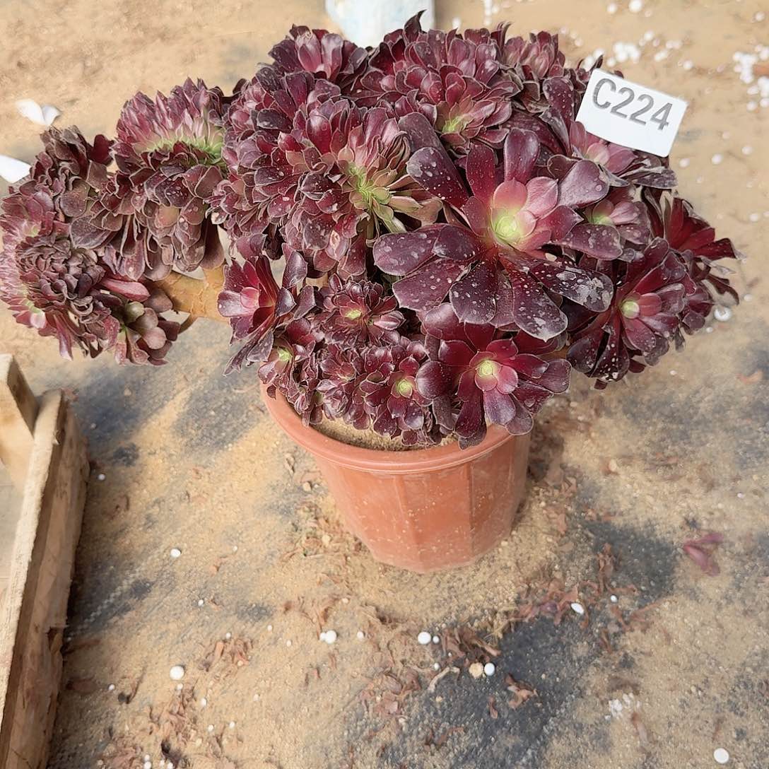 224欧紫朵朵一颗呀呀