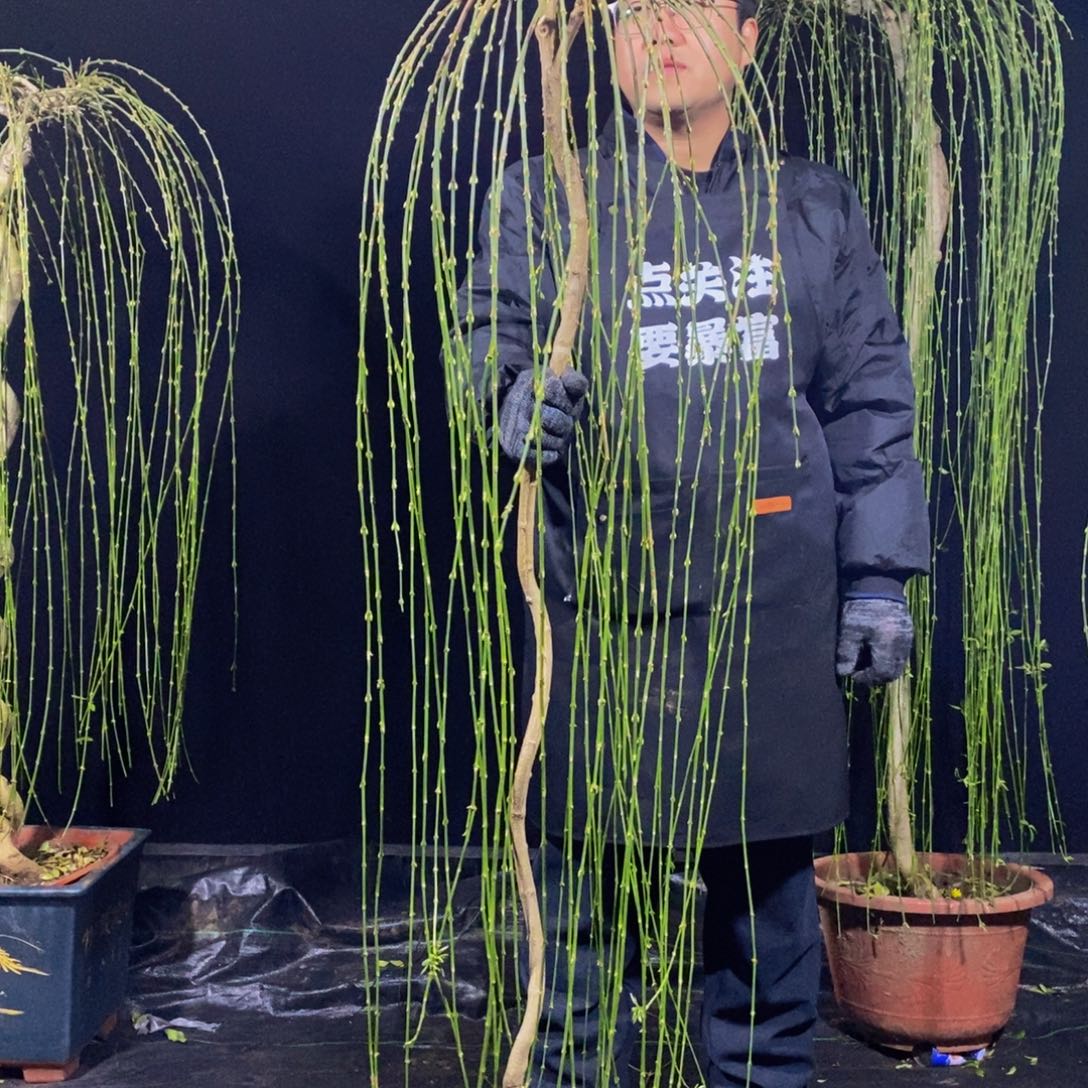 三台迎春，一物一拍，