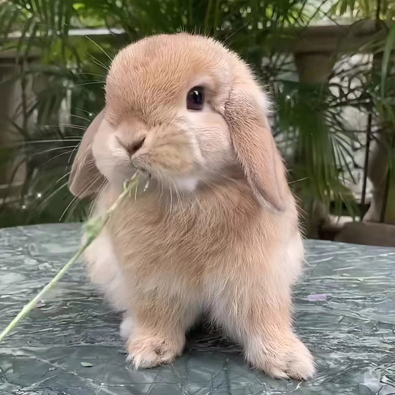 双血统垂耳兔包邮包活适合家庭喂养