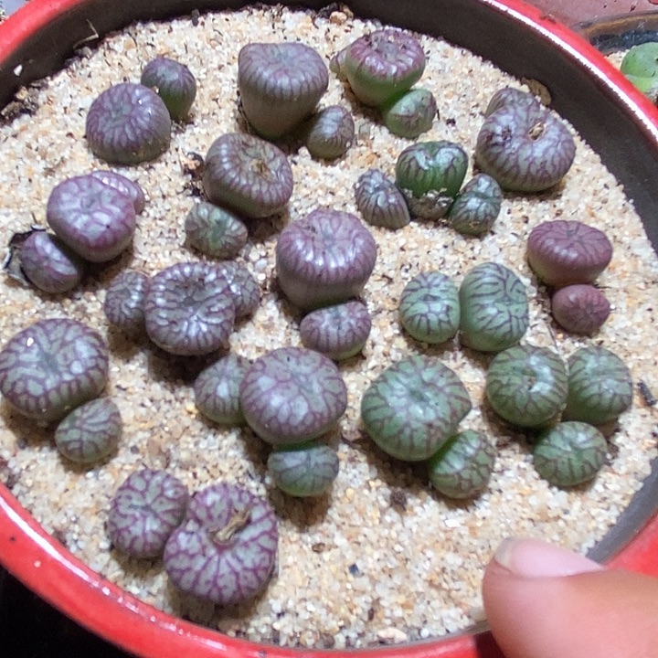 11516送奶工杂交一颗   发样本