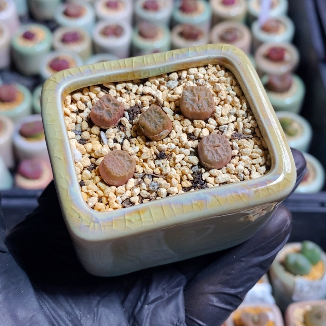 3875--一物一拍 带盆