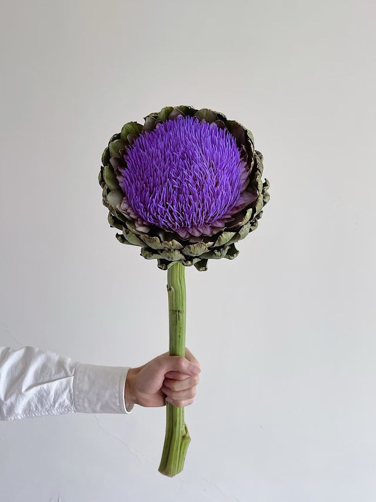 【一物一拍C】洋蓟鲜切花 可做干花 不用水养自然开花 云南基地直发