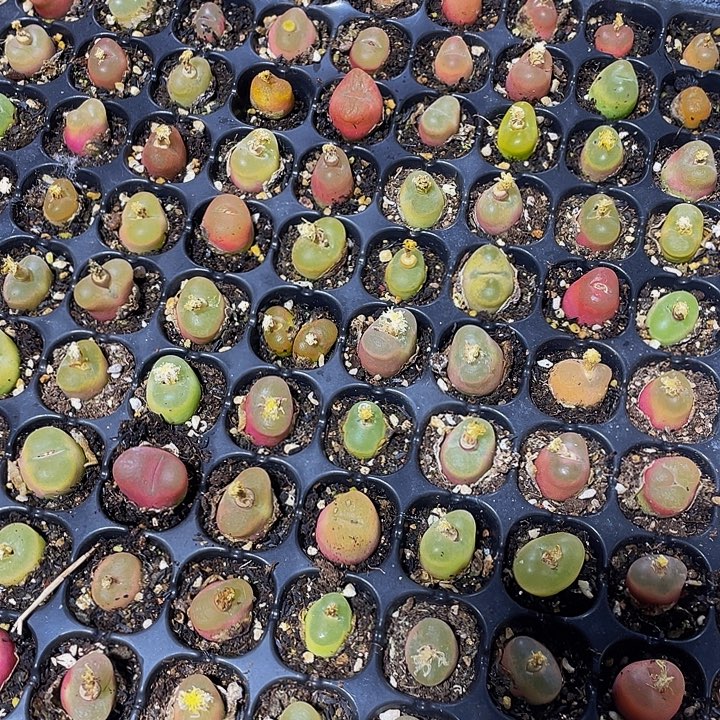 小毛汗泥1元带土发货