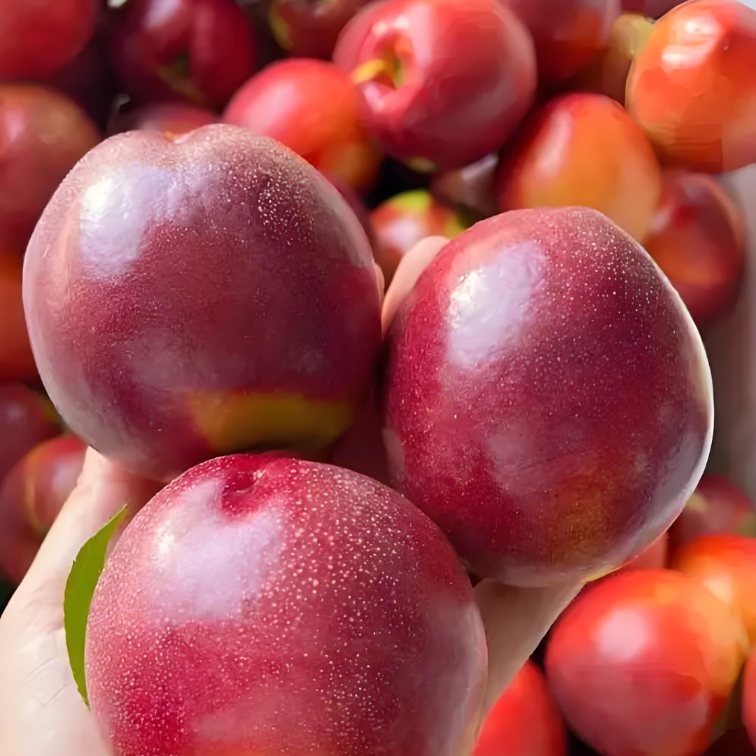 严选进口油桃4颗