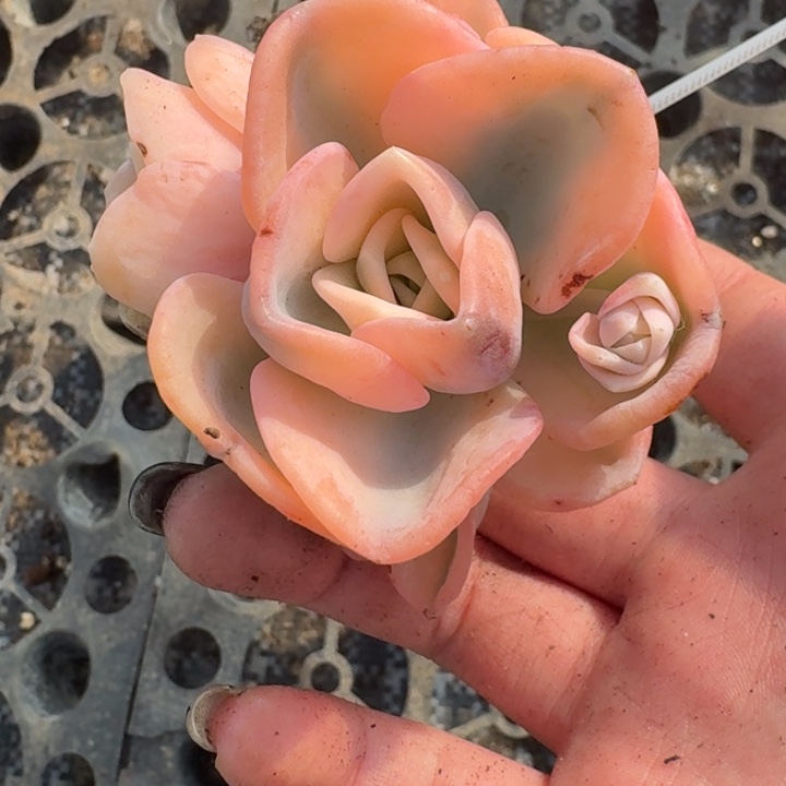 粉体美尻一物一拍