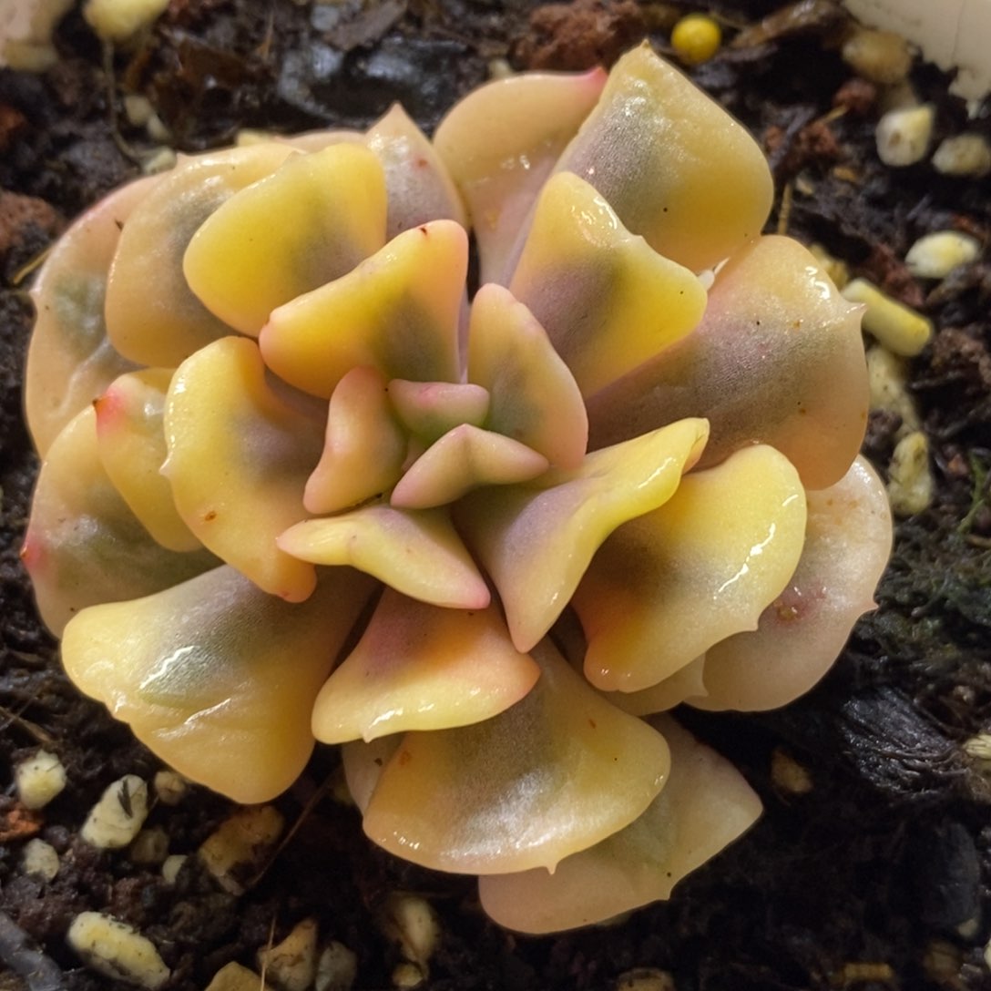 血精灵锦 多肉植物