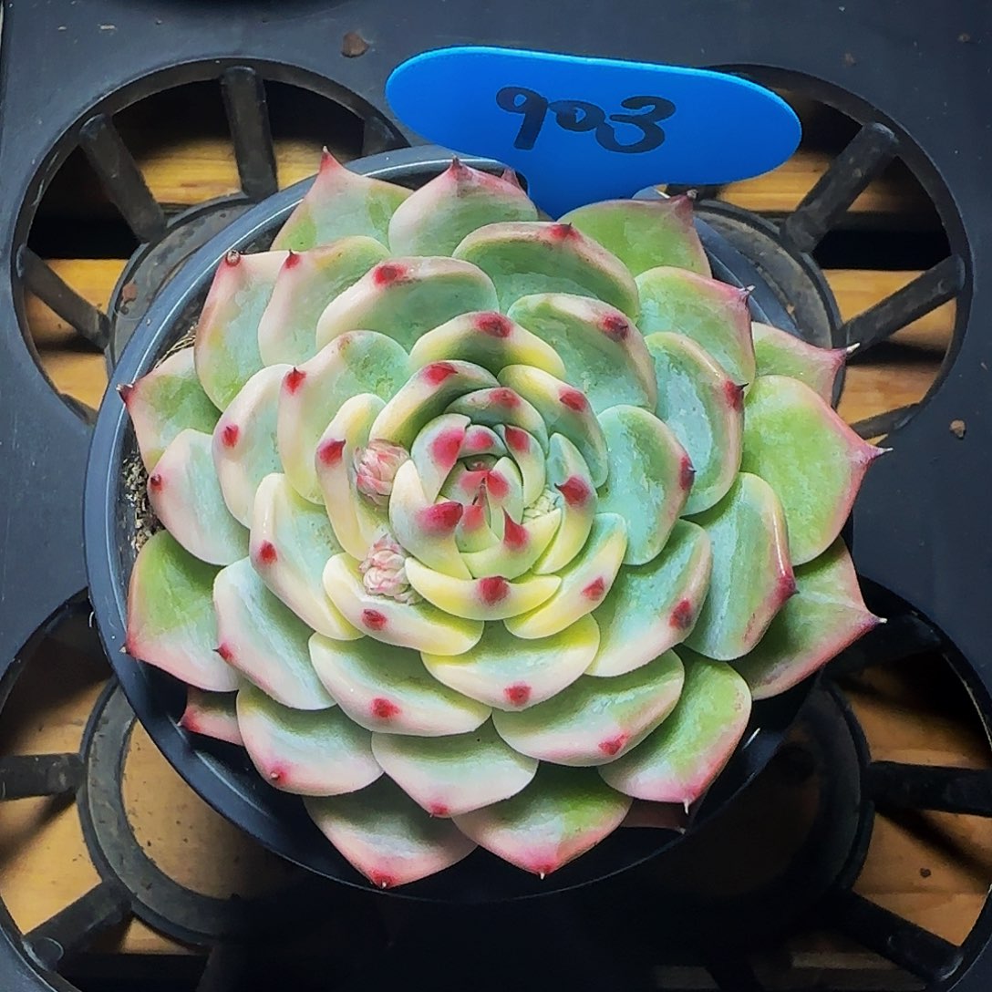 `****`吉娃娃锦903号一物一拍