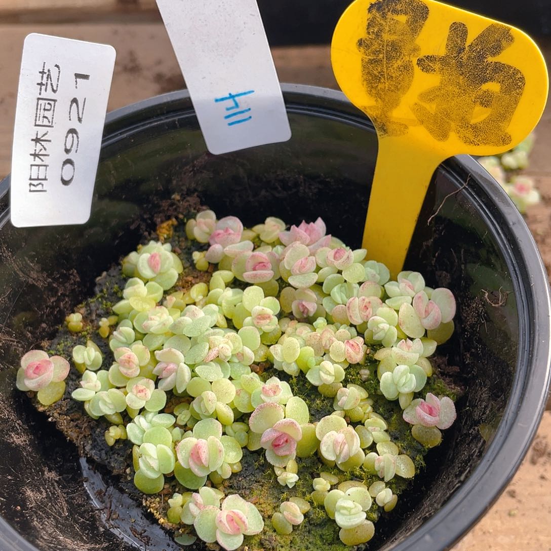 量拍多肉植物多肉植物114