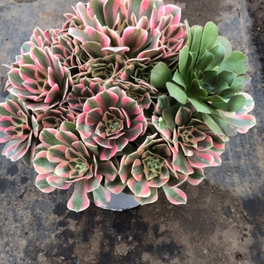 用***8无花朵女妖法师多肉植物648号