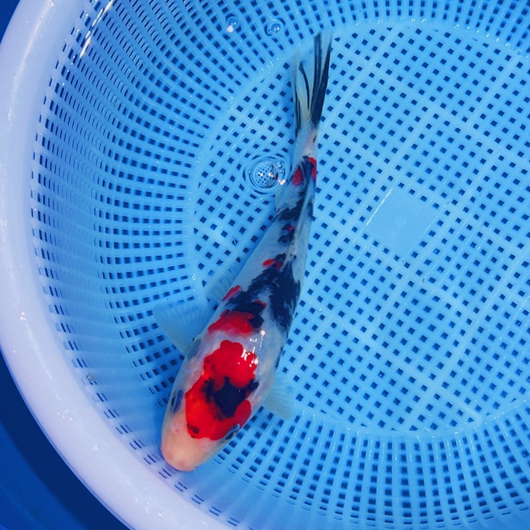 锦鲤锦鲤观赏鱼11111