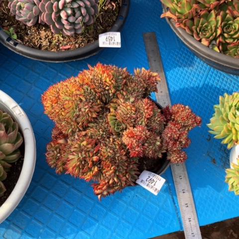 贺*怡1492乌木缀化