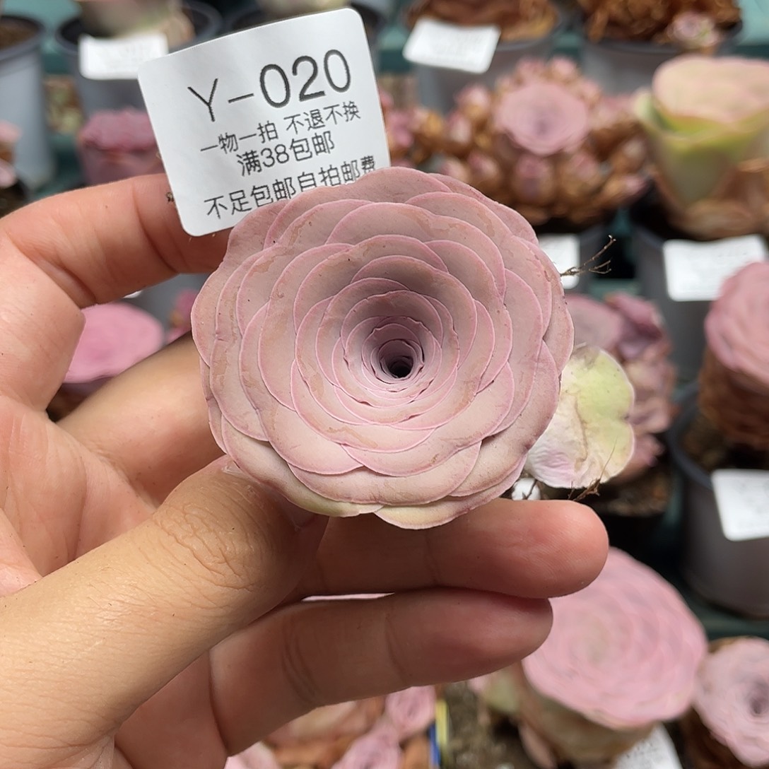 不知名福利Y-020一物一拍