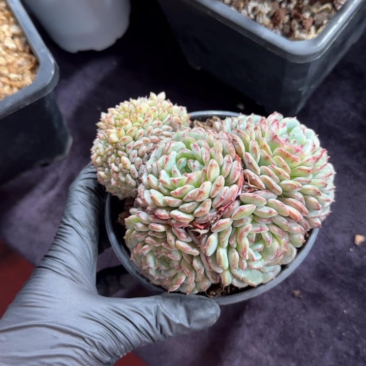 11厘米左右一物一拍的