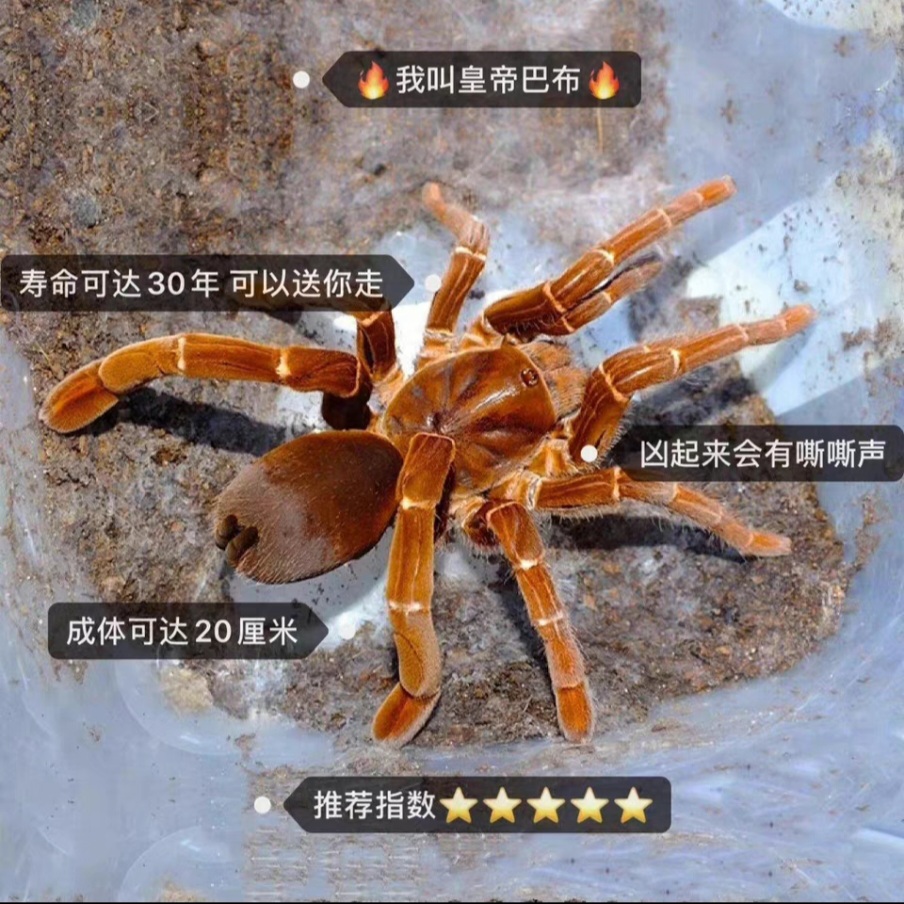 皇帝巴布蜘蛛宠物可爱活体