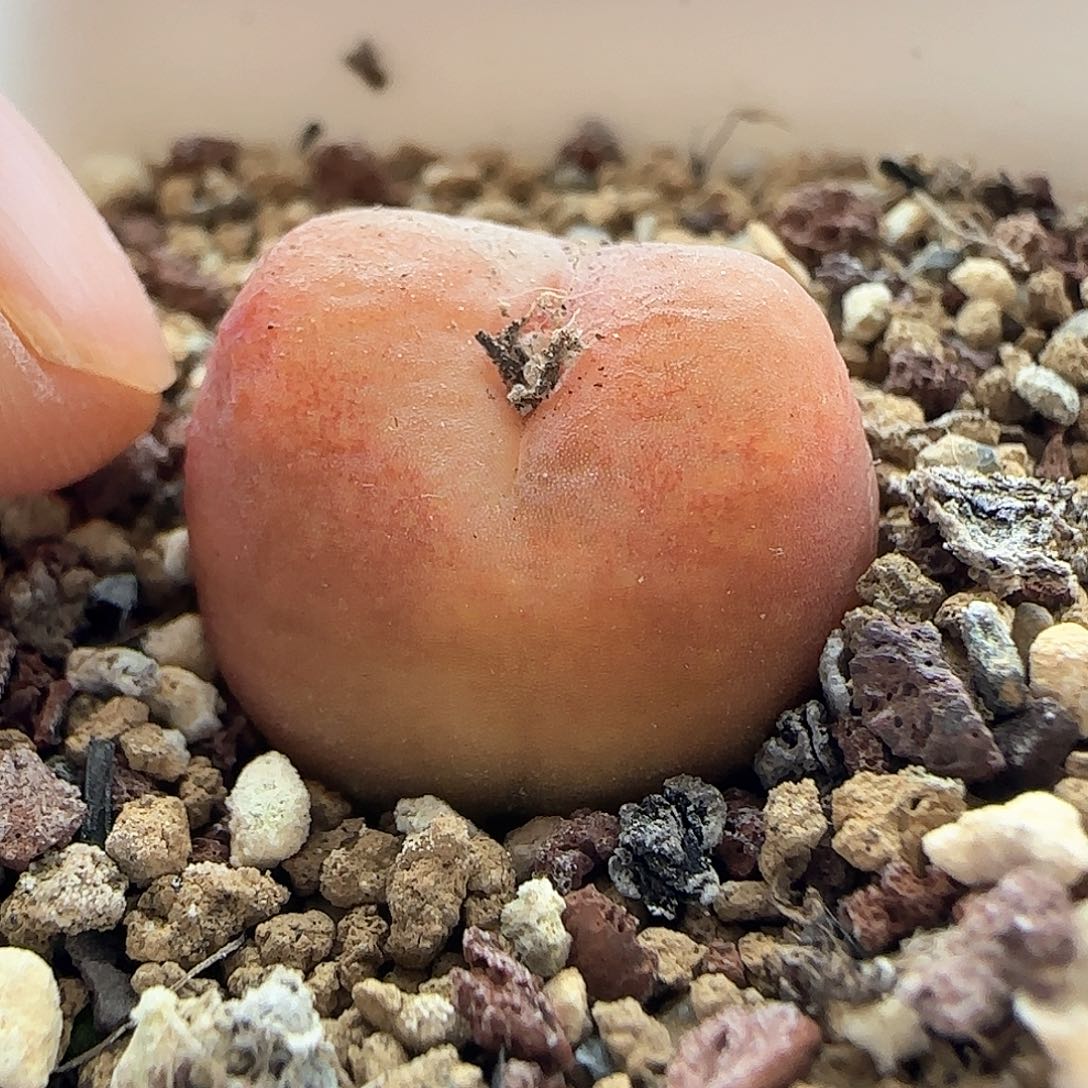 脱土年后发货23438