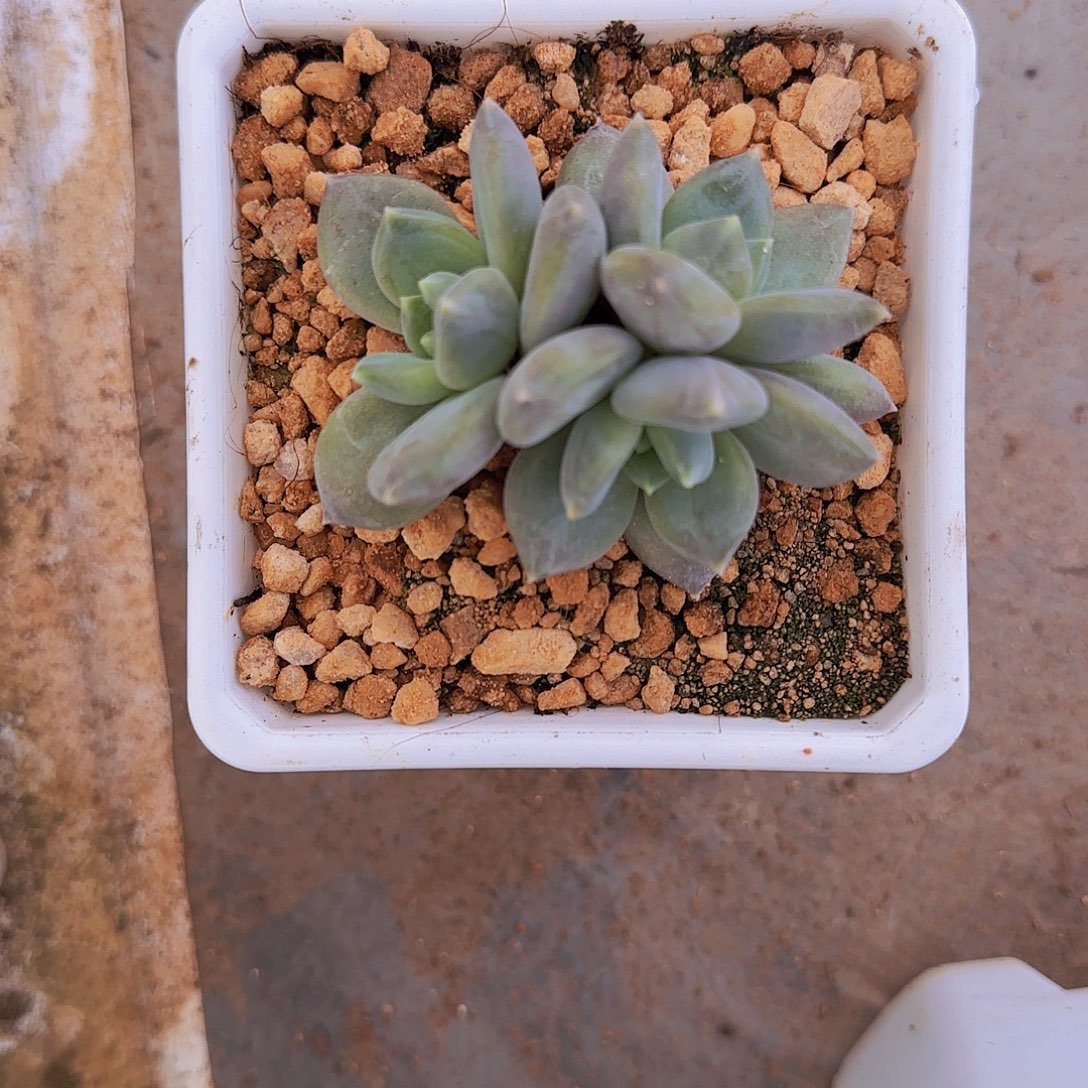 邀月仙子3头群生一物一拍