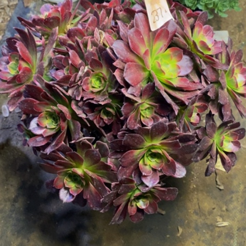 安娜多肉植物2374