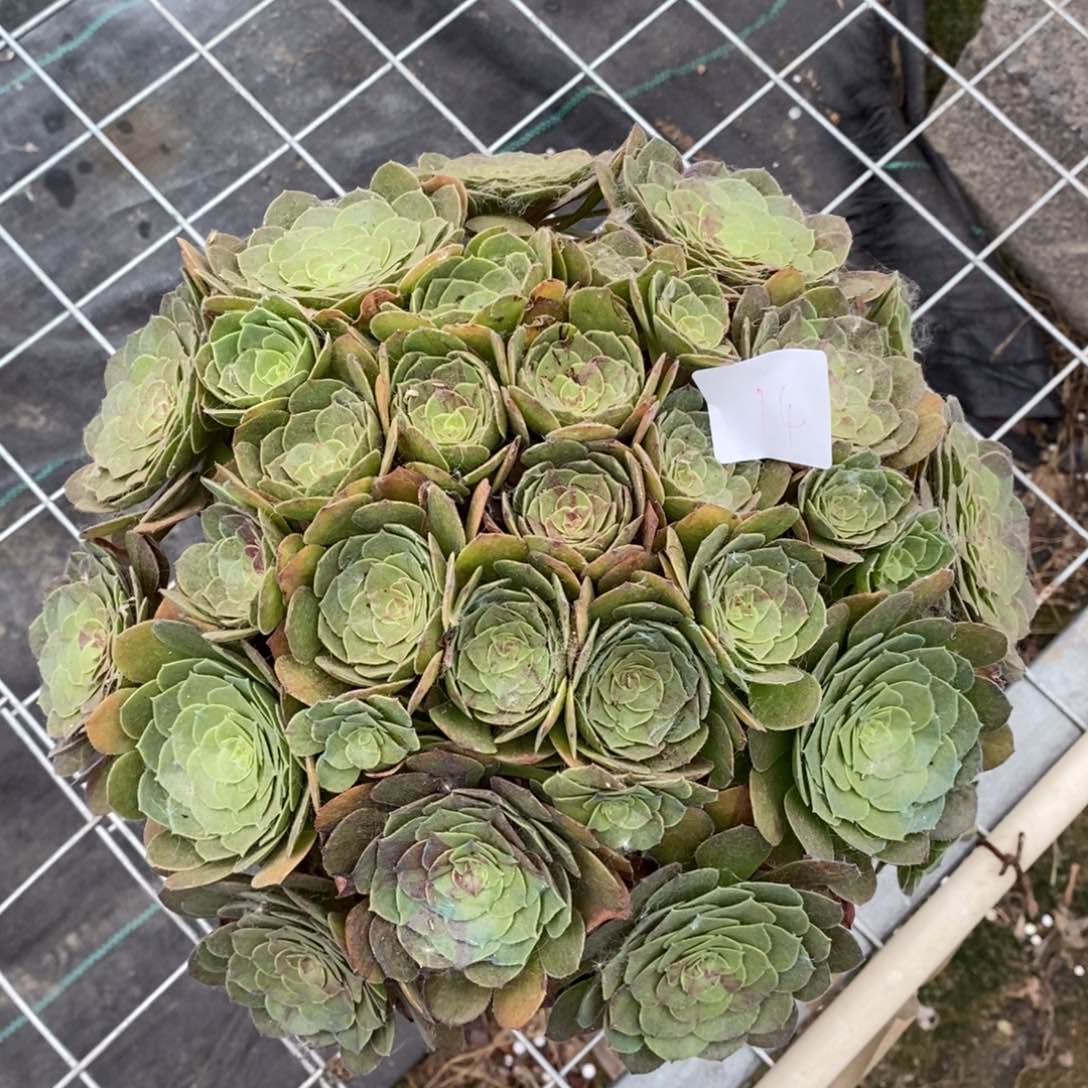 多肉植物组合拼盘14
