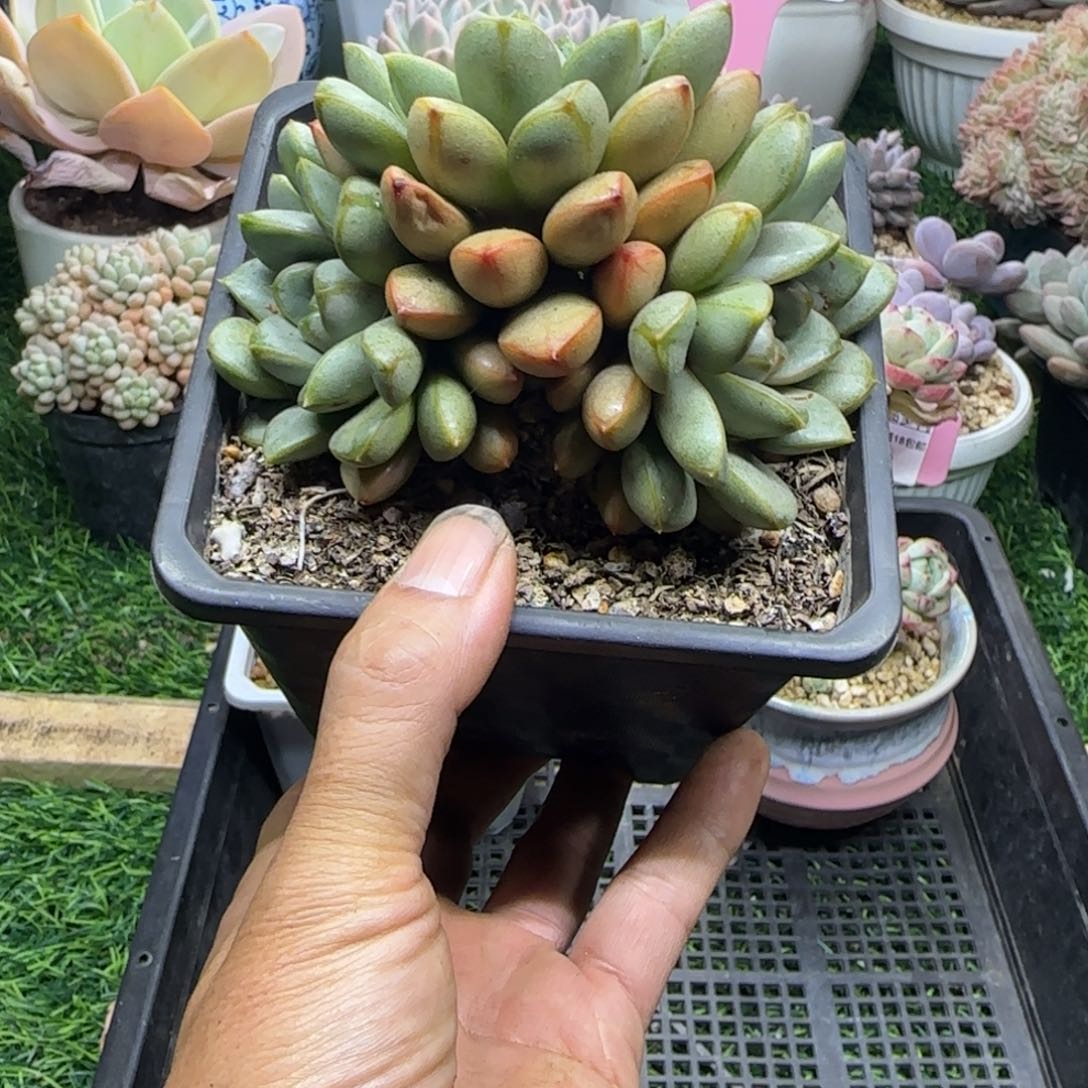 锦安精品多肉植物319