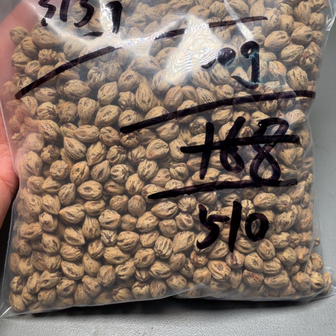 吊坠柏香籽/百香籽图*。