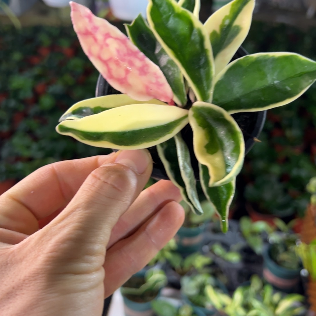 我***财无花朵克林克外锦